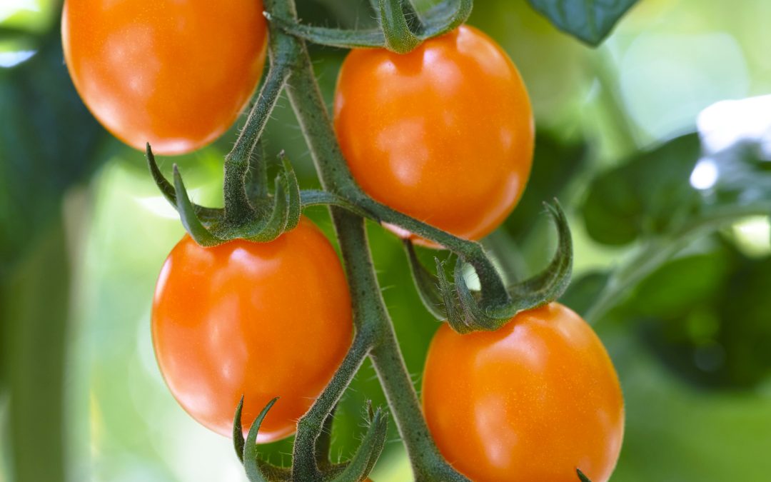 Totam Seeds presents new tomato varieties